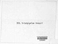 Image of Triphragmiopsis isopyri